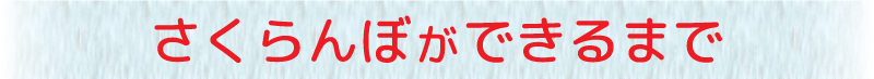 さくらんぼができるまで